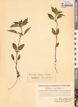 MAG 0006900