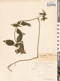 MAG 0006901