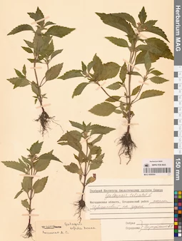 MAG 0006904