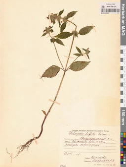 MAG 0006905