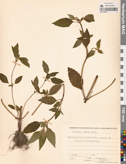 MAG 0006907