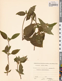 MAG 0006908