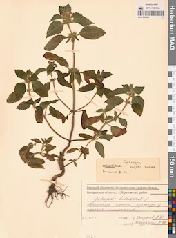 MAG 0006909