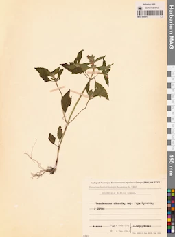 MAG 0006912