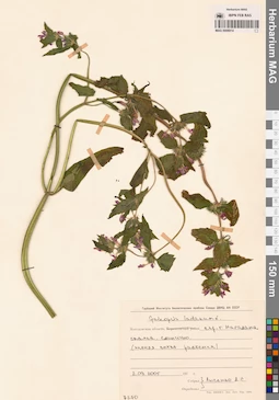 MAG 0006914