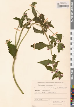 MAG 0006915