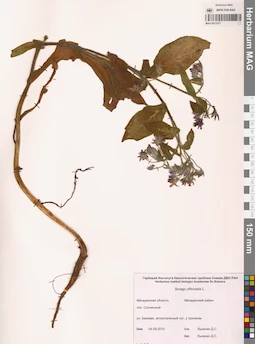 MAG 0011077