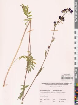 MAG 0011160
