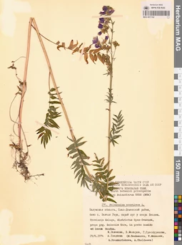 MAG 0011162