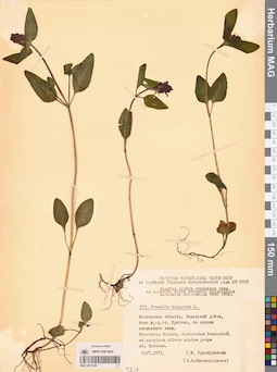 MAG 0011289