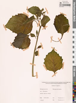 MAG 0006871