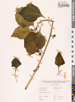 MAG 0006872