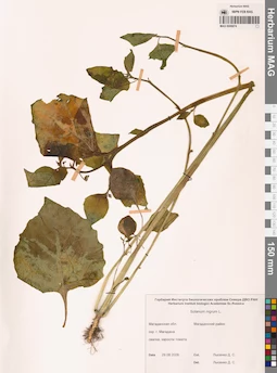 MAG 0006874