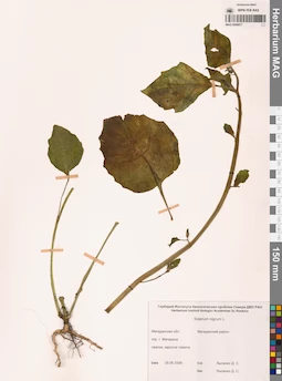 MAG 0006877