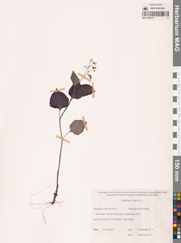 MAG 0006878