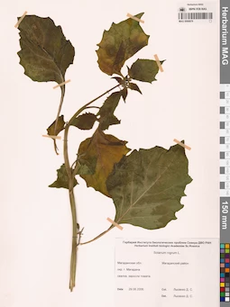 MAG 0006879