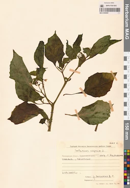 MAG 0006880