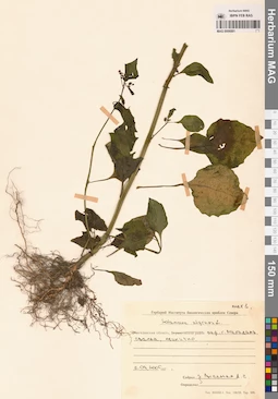 MAG 0006881