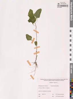 MAG 0006882