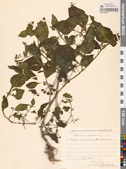 MAG 0006884