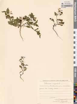 MAG 0006885