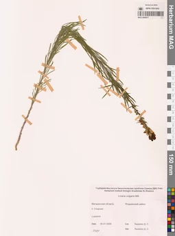 MAG 0006917