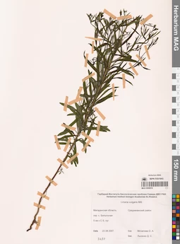 MAG 0006918
