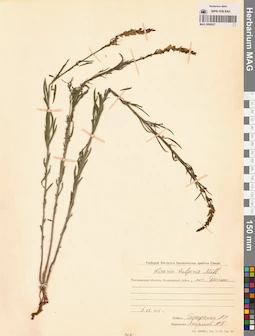 MAG 0006927