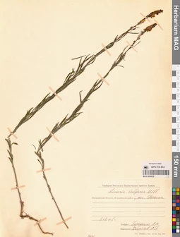 MAG 0006928