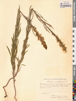 MAG 0006929