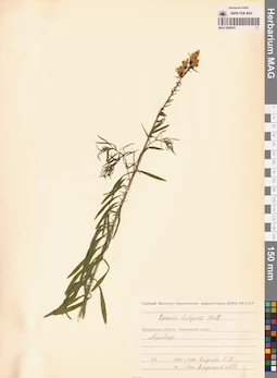 MAG 0006931