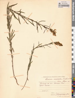 MAG 0006934
