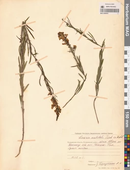MAG 0006935
