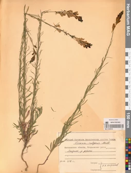 MAG 0006936