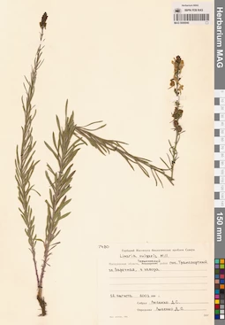 MAG 0006940