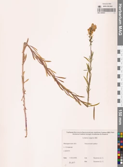 MAG 0006941