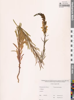MAG 0006942