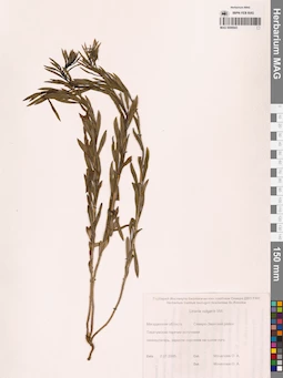 MAG 0006943