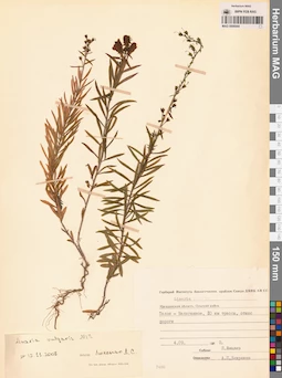 MAG 0006944