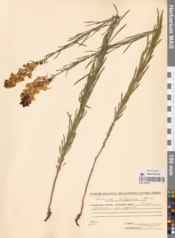 MAG 0006945