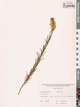 MAG 0006947