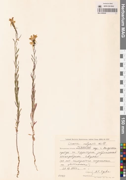 MAG 0006949