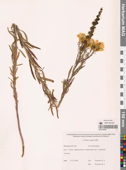 MAG 0006951