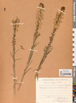 MAG 0006952