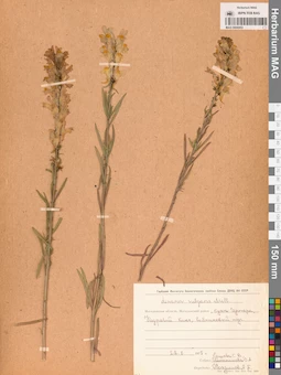 MAG 0006953