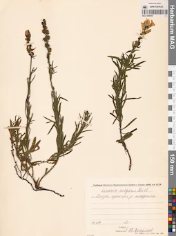 MAG 0006959
