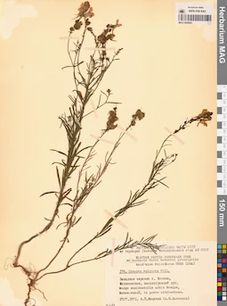 MAG 0006961