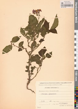 MAG 0011259