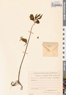 MAG 0011265