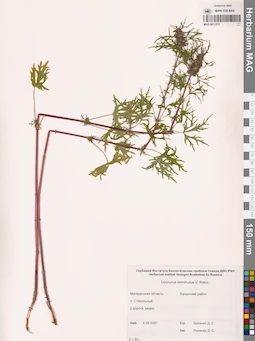MAG 0011273